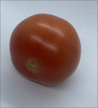 The tomato in a angled shot of the top facing front